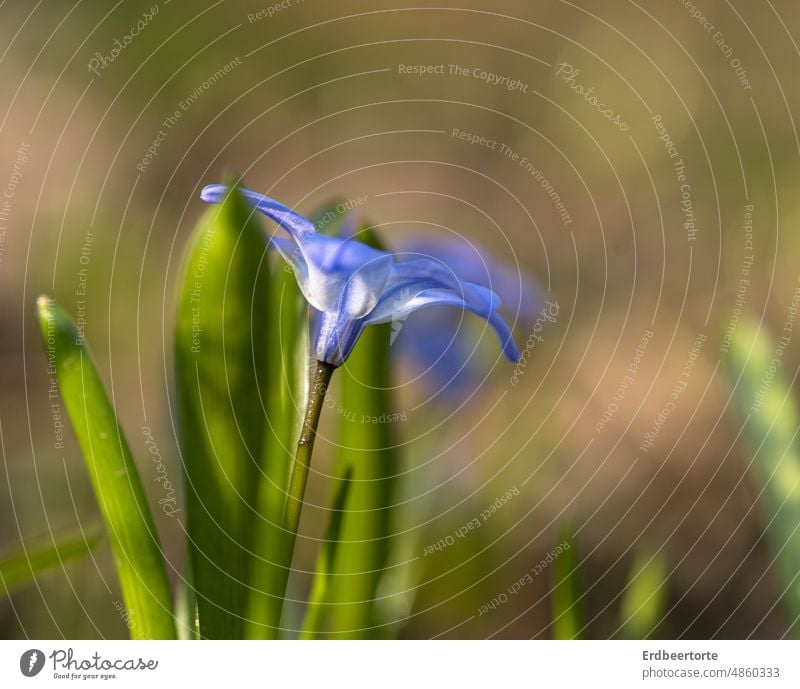 scilla Meadow Flower Nature Green Garden Exterior shot Environment Plant Colour photo Blossom Close-up Shallow depth of field Delicate pretty Detail