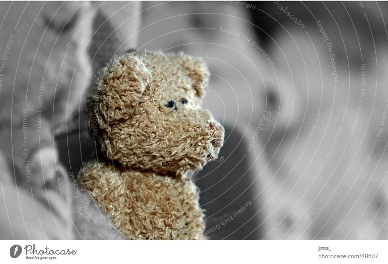 Lonley Teddy bear Black White Loneliness Friendliness unsharp lonley cuddly Bear teddybear