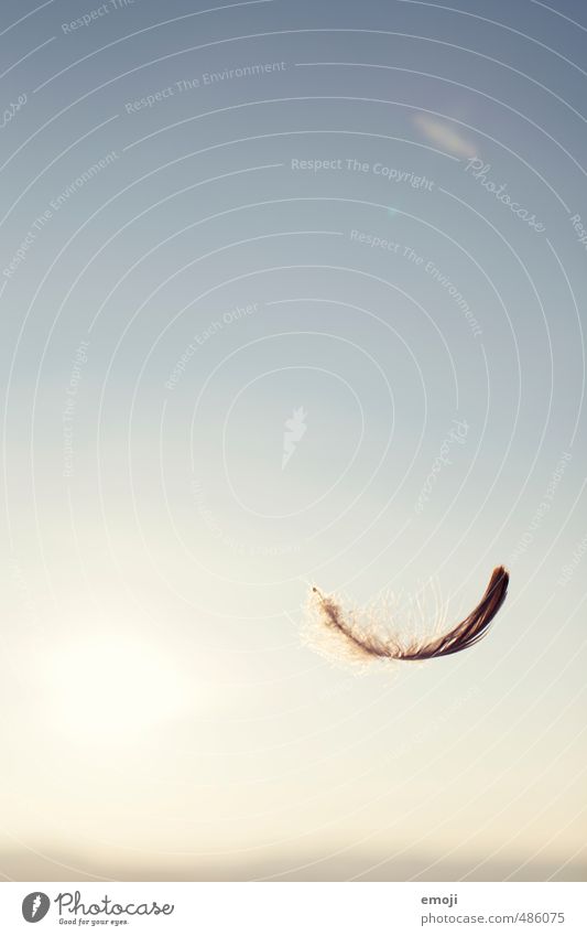 fly away Animal Sky Cloudless sky Summer Beautiful weather Feather Blue Contentment Joie de vivre (Vitality) Ease Easy Symbols and metaphors Colour photo