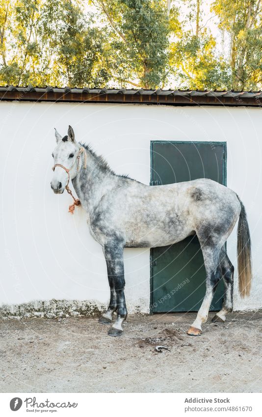 Gray horse tied to stable wall ranch animal door countryside obedient summer daytime farm domestic barn wait gray sunny daylight exterior mare stallion creature