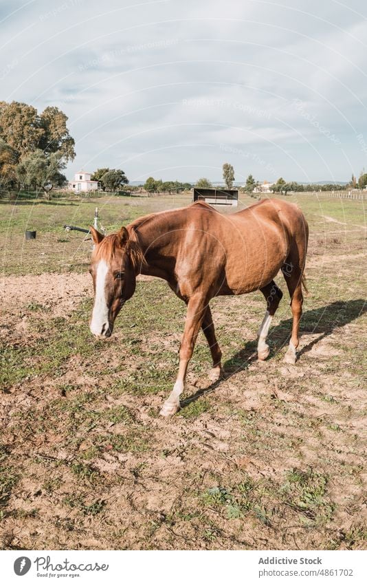 Horse walking in grassy pasture horse animal field equine livestock countryside habitat rural ranch mammal breed fauna summertime specie creature obedient
