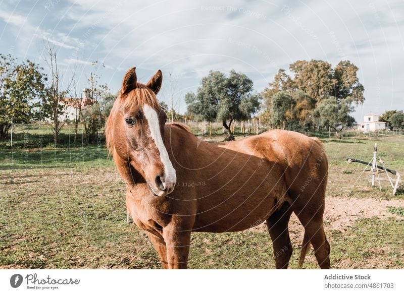 Horse walking in grassy pasture horse animal field equine livestock countryside habitat rural ranch mammal breed fauna summertime specie creature obedient
