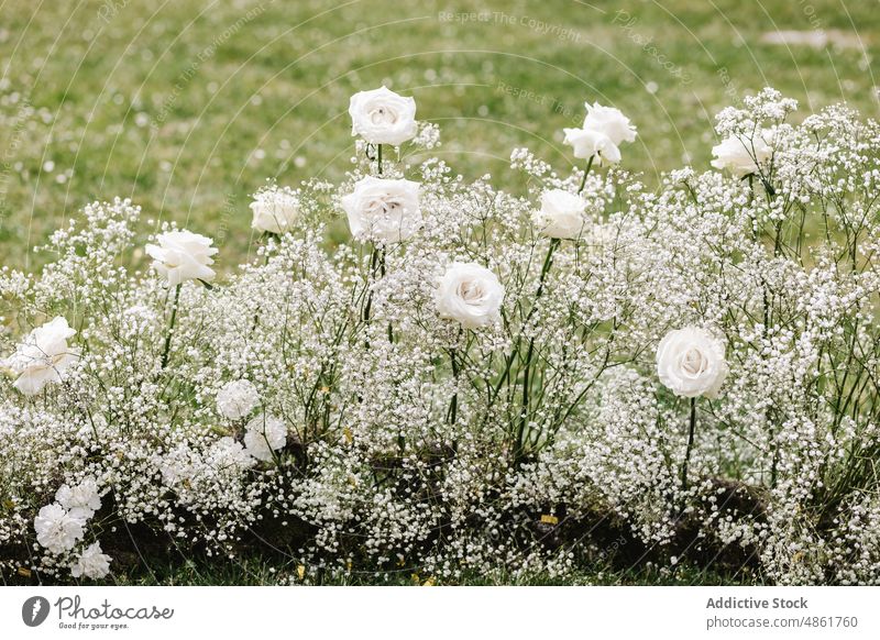 Roses with gypsophila flowers in countryside rose plant lawn botanic blossom floral white bloom summer petal delicate growth grassy fresh fragrant tender rural