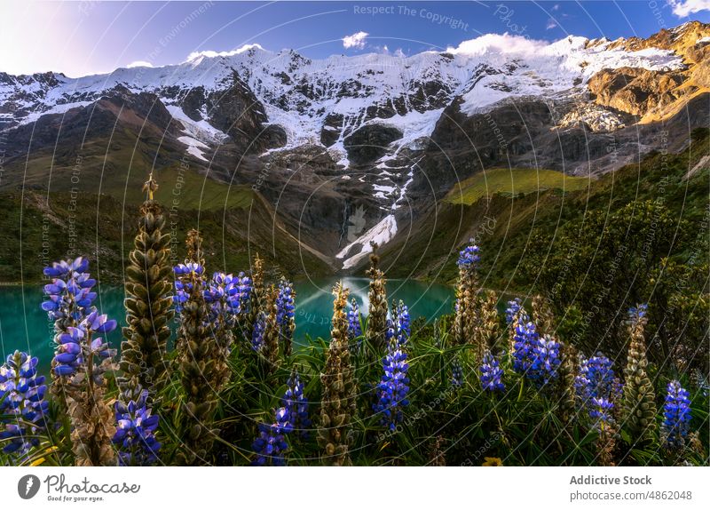 Blooming Andean lupins growing in scenic valley with rocky mountains under blue sky reservoir basin lupinus mutabilis andean lupin cliff nature frost peru pond