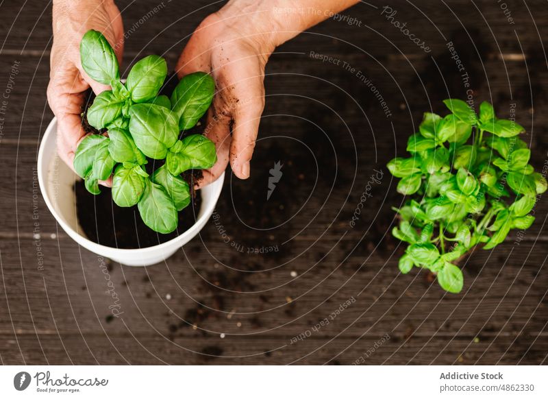 Anonymous person transplanting basil into flowerpot replant gardener cultivate soil botanic herb green horticulture care grow potted room flora hand vegetate