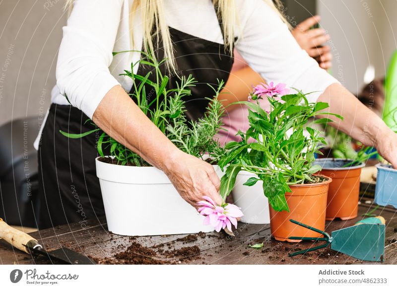 Unrecognizable woman transplanting flowers at table gardener cultivate horticulture care grow flowerpot botanic potted replant room flora assorted various
