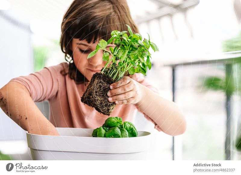 Focused girl transplanting green plant kid flowerpot basil concentrated cultivate balcony grow root care botanic replant potted flora vegetate natural light