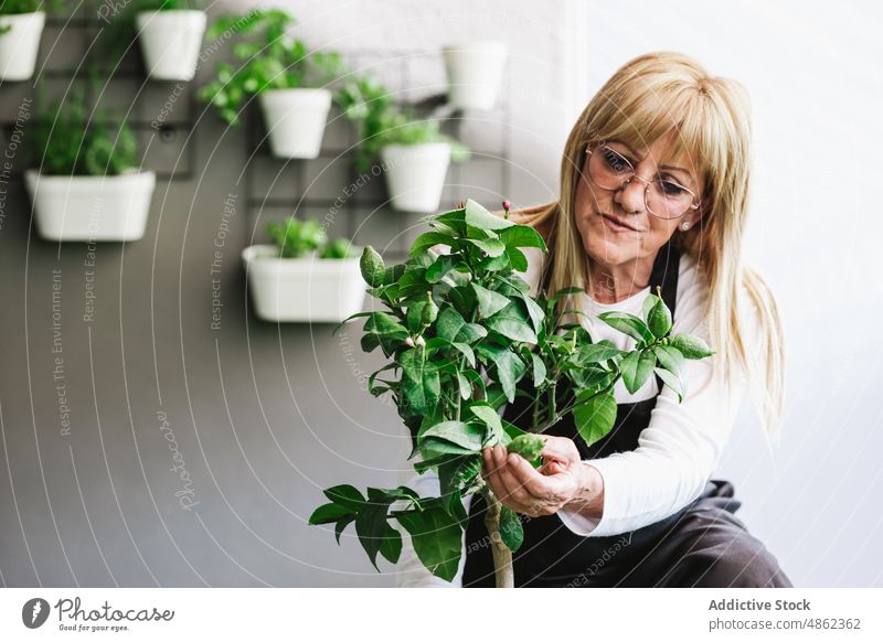 Woman examining green potted plant in room woman examine check gardener ficus leaf botanic care cultivate horticulture grow flora floral focus concentrate