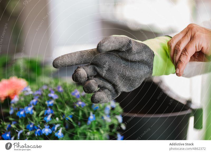 Unrecognizable person putting on protective glove gardener flower plant put on floral cultivate horticulture prepare light botanic room natural hobby vegetate