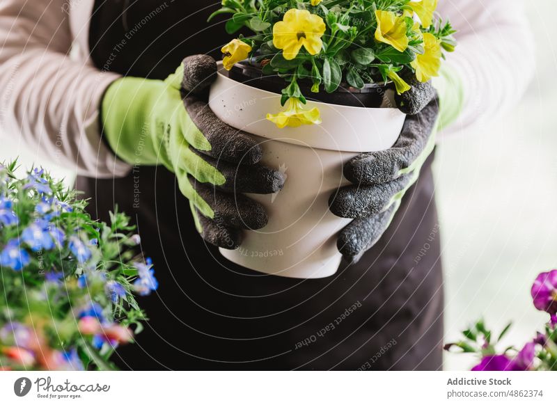 Anonymous woman holding potted flowers plant gardener bloom yellow cultivate horticulture care grow various colorful floral botanic blossom room vegetate