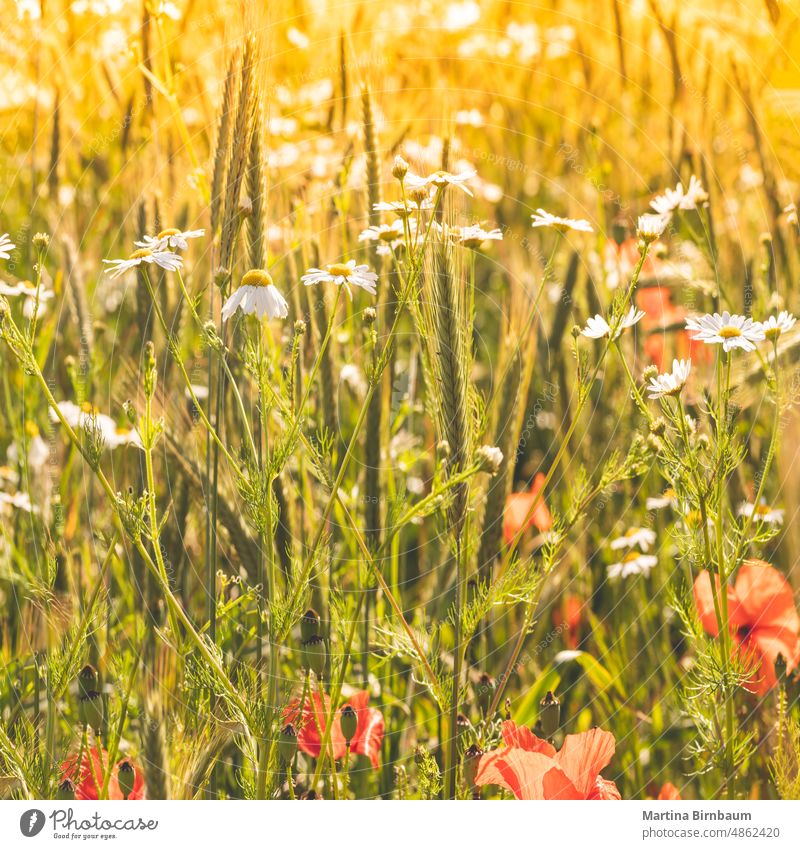 Organic wheat cultivation with poppies and daisies in the summer sun organic agriculture wheat field daisy white spring season red poppy plant petal nature