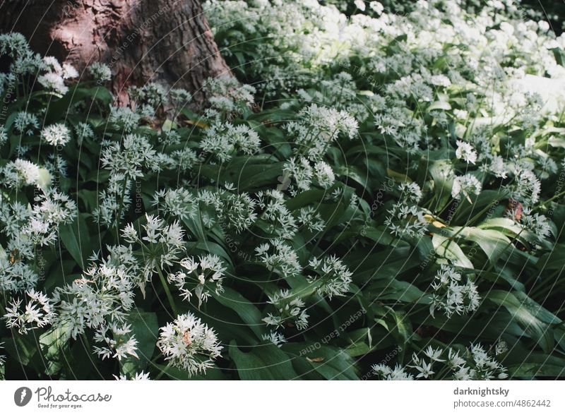 Wild garlic in a forest under a tree, Allium ursinum blooming Club moss allium Blossom Spring Colour photo Blossoming Green Violet Plant Flower Nature