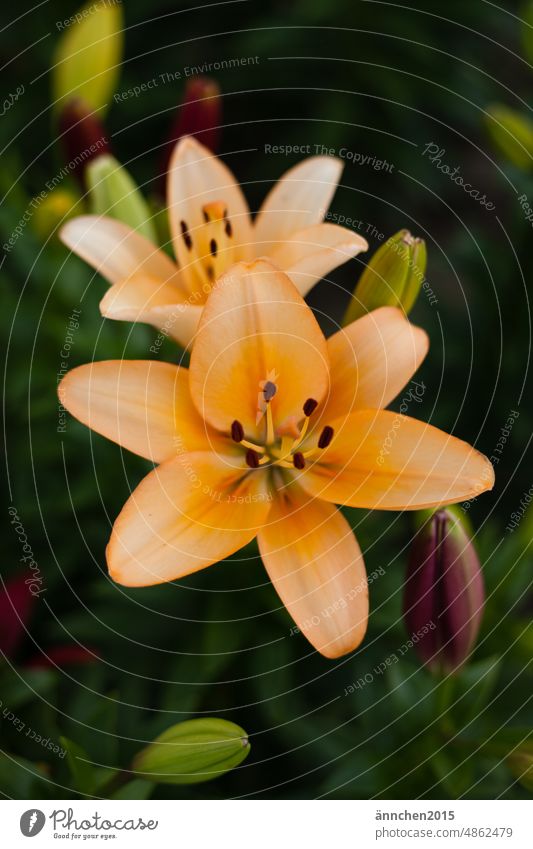 light orange lilies on a field Lily Lily plants Flower field Blossom Plant Green Close-up Deserted Colour photo Nature pretty Blossoming Exterior shot Yellow