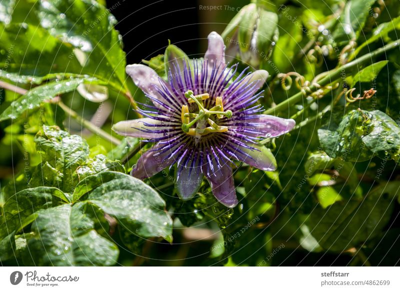 Purple and white flower on a passion fruit vine called Passiflora edulis Passion fruit passionflower passion flower Possum Purple purple flower Fruit produce