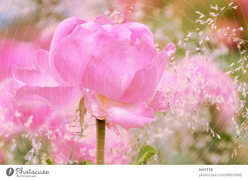 Rose with delicate grass flowers Plant Flower pink Rose blossom Fragrance Pink grasses Grass blossom Beauty & Beauty poetry Delicate duffy Easy filigree