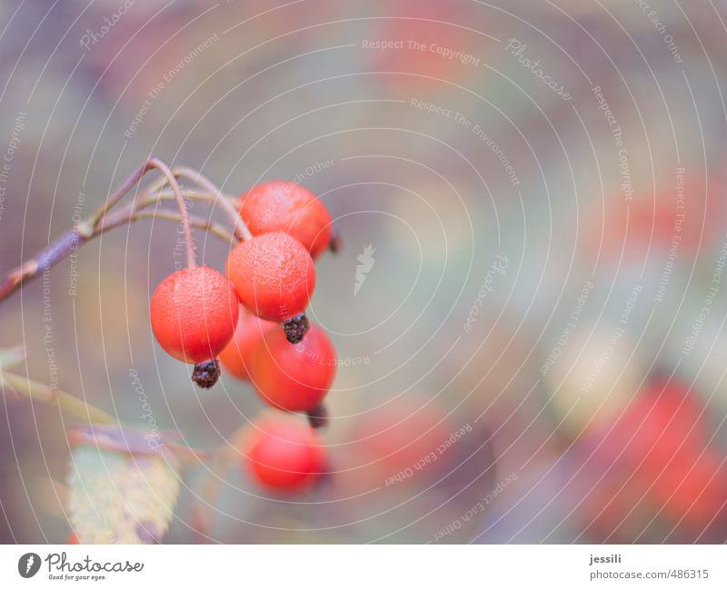 hail Plant Drops of water Autumn Fog Rose Park Hang Simple Firm Cheap Near Wet Retro Round Red Contentment Calm Pure Fruit Rose hip Dew Bunch of grapes Grouped
