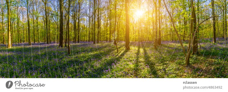 Silent Hallerbos Forest in spring with beautiful bright sun rays panorama nature Discover landscape beech adventure freedom sunlight tree tree trunk summer