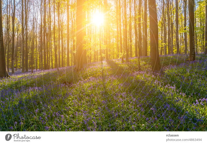 Sunset light rays at the bluebell flower forest Forest nature Discover landscape spring beech sun adventure freedom sunlight tree tree trunk summer hiker