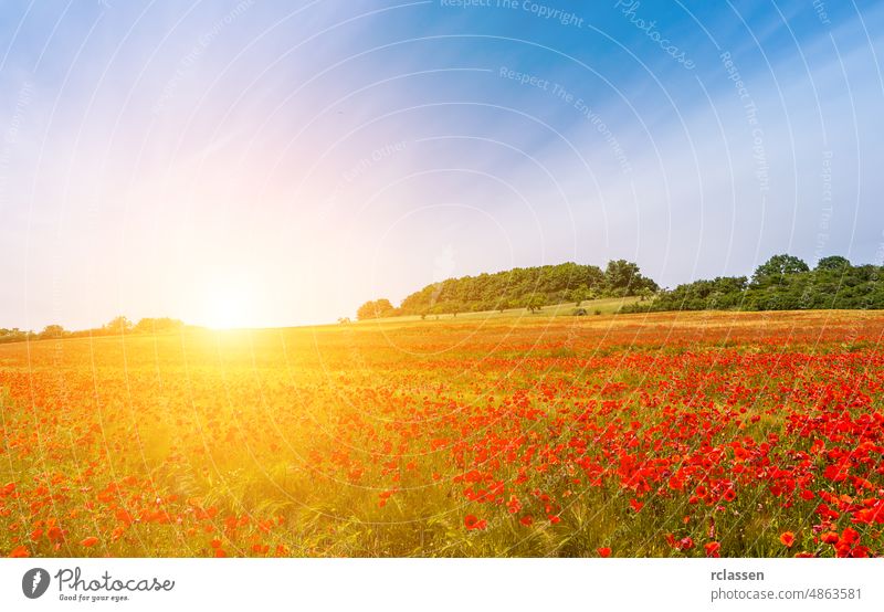 Landscape with nice sunset over poppy field landscape morning bloom park sunny agriculture background beautiful blooming blue closeup colorful country