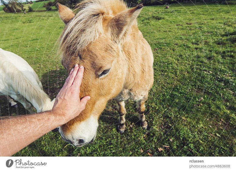 man hand stroking horse love child riding adult affection animal arm beautiful beauty breed caucasian closeup countryside cuddling cute domestic handsome head