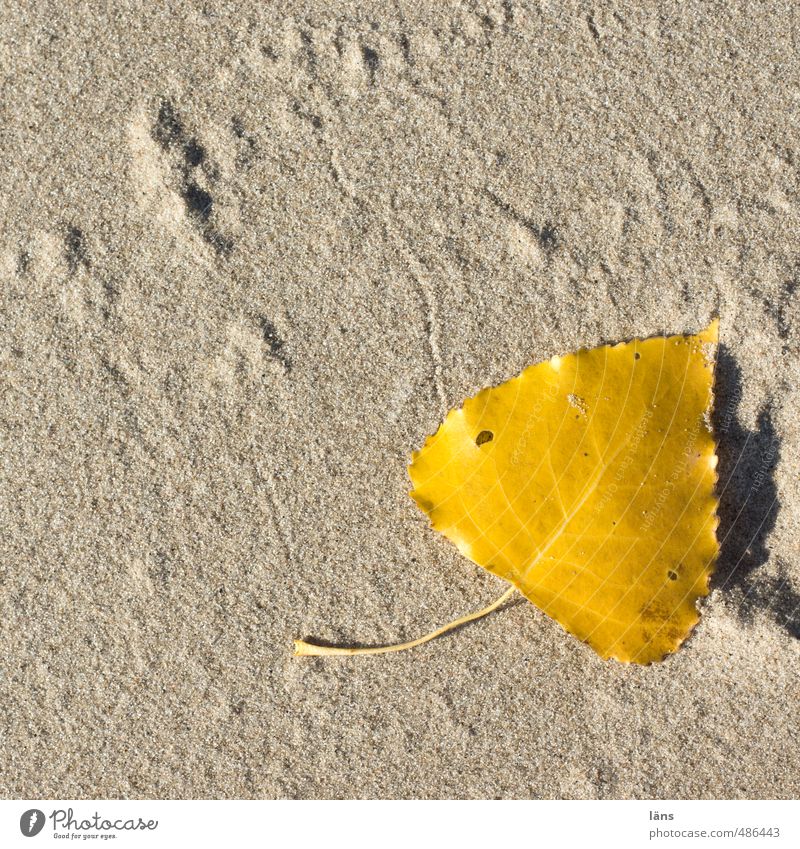 Autumn on the beach Nature Sand Beautiful weather Leaf River bank Beach To dry up Dry Yellow Gold Birch leaves Tracks Lie Change Sincere Colour photo