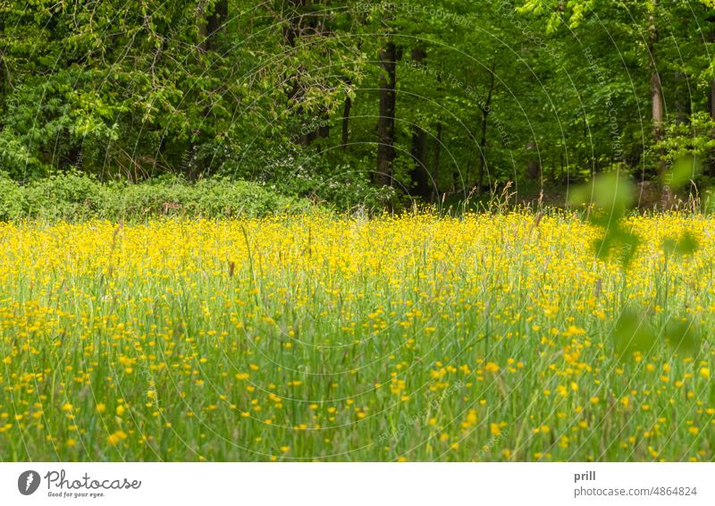 forest and flower meadow spring time plant flora nature foliage leaf flourish sapful buttercup water crowfoot spearwort abloom flower head blossom petal detail