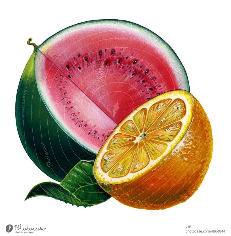 Watermelon and orange water melon illustration painting artwork brush painting watermelon fruit halved painted gouache fresh sapful leaf green ripe juicy clean