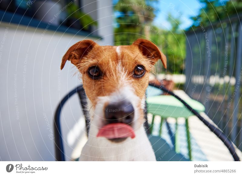 Portrait of cute dog outdoors at summer day happy portrait animal jack russell terrier look head adorable funny beautiful breed brown canine color colorful face
