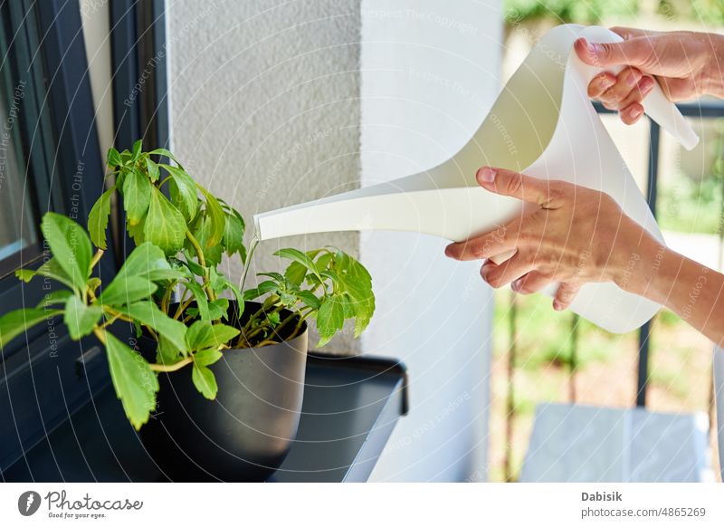 Woman watering plant at window, Housplant care house flower domestic houseplant woman home female flowerpot beauty caring caucasian environmental floral florist