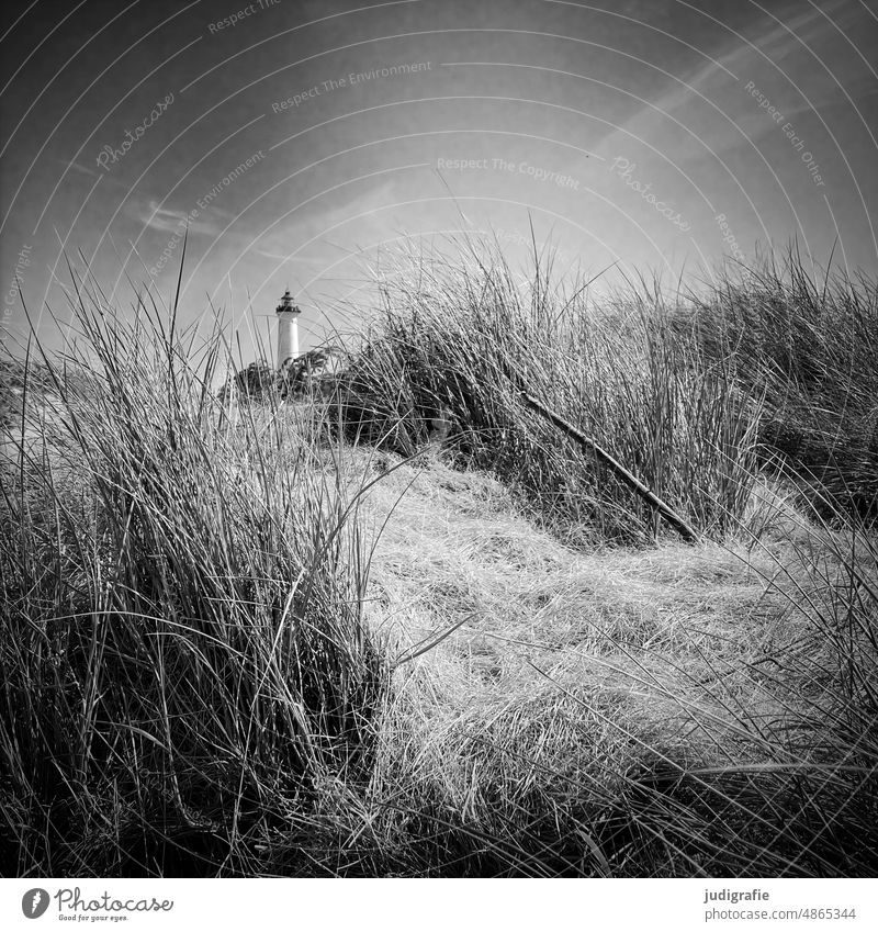 Lyngvig Fyr Lighthouse Landscape coast Beach Ocean Denmark North Sea Jutland Black & white photo Square duene Marram grass