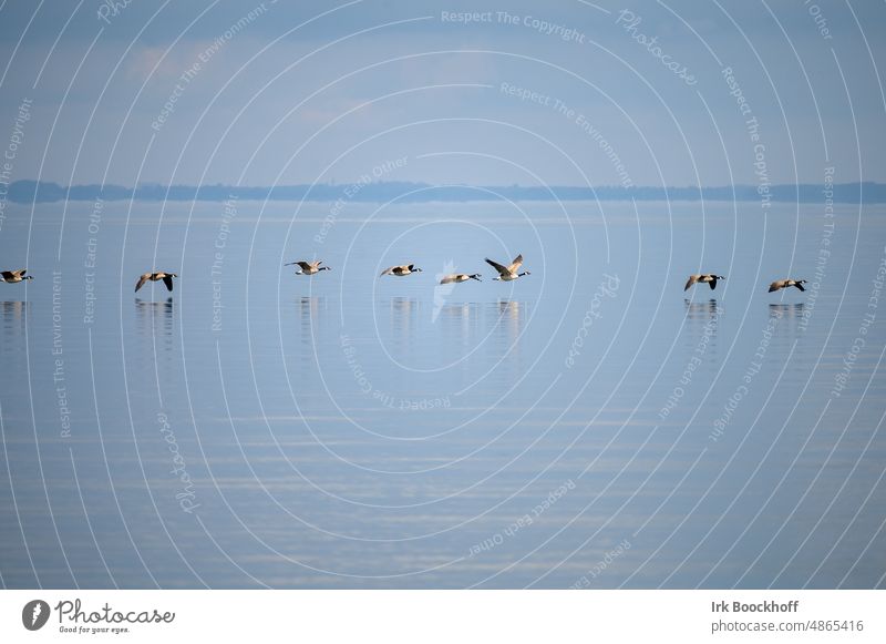 A flock of barnacle geese in formation over the water Copy Space top Deserted Exterior shot Subdued colour Colour photo Flock of birds Barnacle Goose Wanderlust