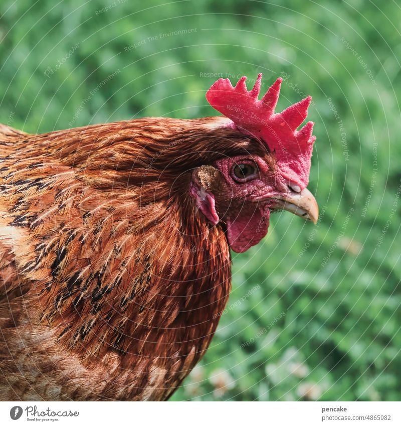 kinkerlitzchen | wanted! chicken Farm animal animal portrait Looking search To feed Trivia Peck Bird plumage Head Red Barn fowl Agriculture Animal portrait