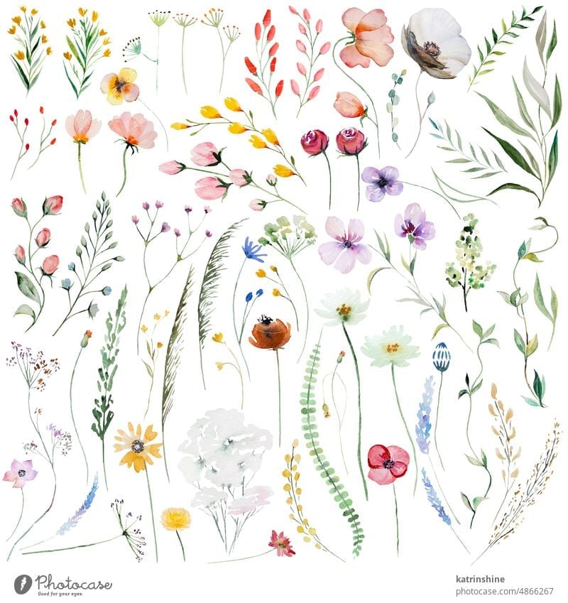 Watercolor wildflowers and leaves illustration set, wedding and greeting elements Birthday Botanical Colorful Decoration Drawing Element Foliage Garden