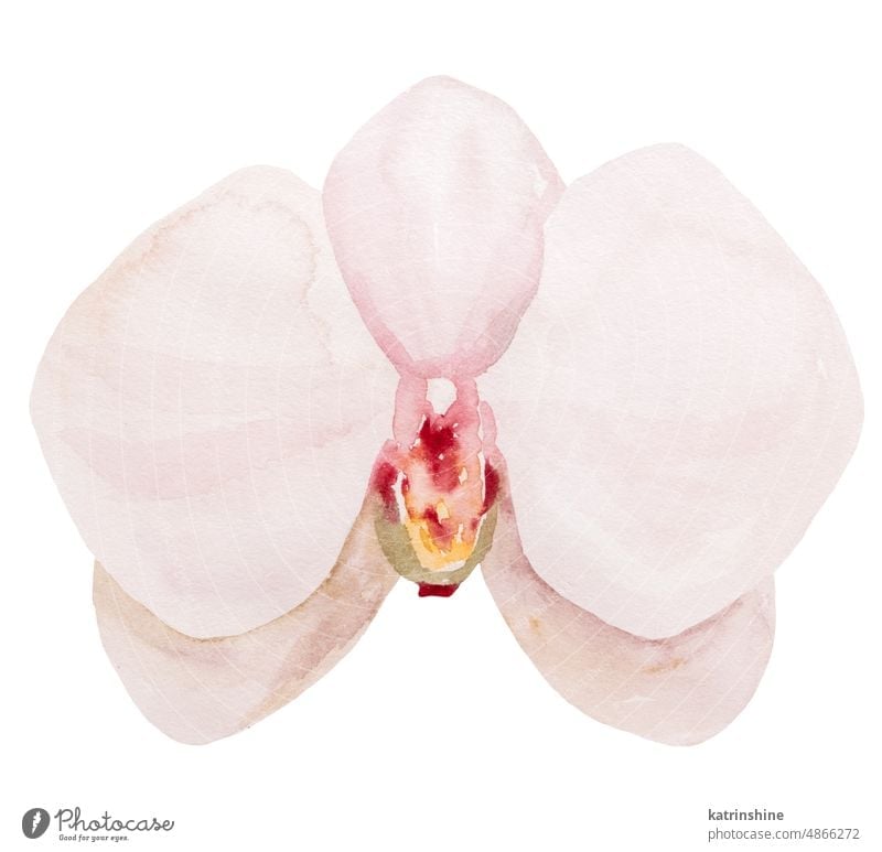 Hand painted light pink watercolor tropical orchid flower, isolated element illustration Botanical Decoration Exotic Hand drawn Isolated Ornament Set Summer