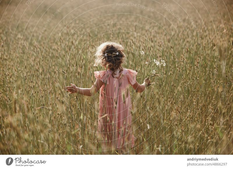 little girl in a wheat field. little girl with a bouquet of wheat in the sunlight. outdoor shot grandpa summer nature person white countryside childhood natural