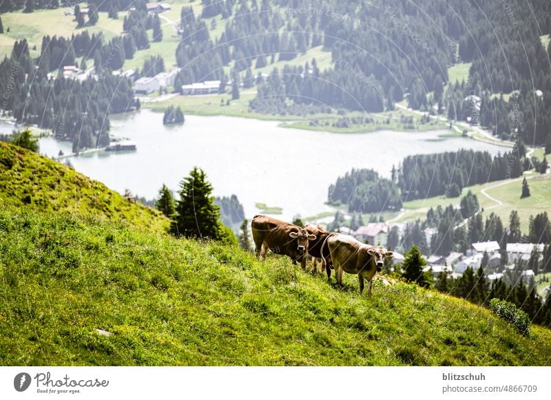 Cows on the alp in summer in CH mountains Green meadows landscape photography Class outing Beautiful weather Environment lenzerheide Hiking trip suisa