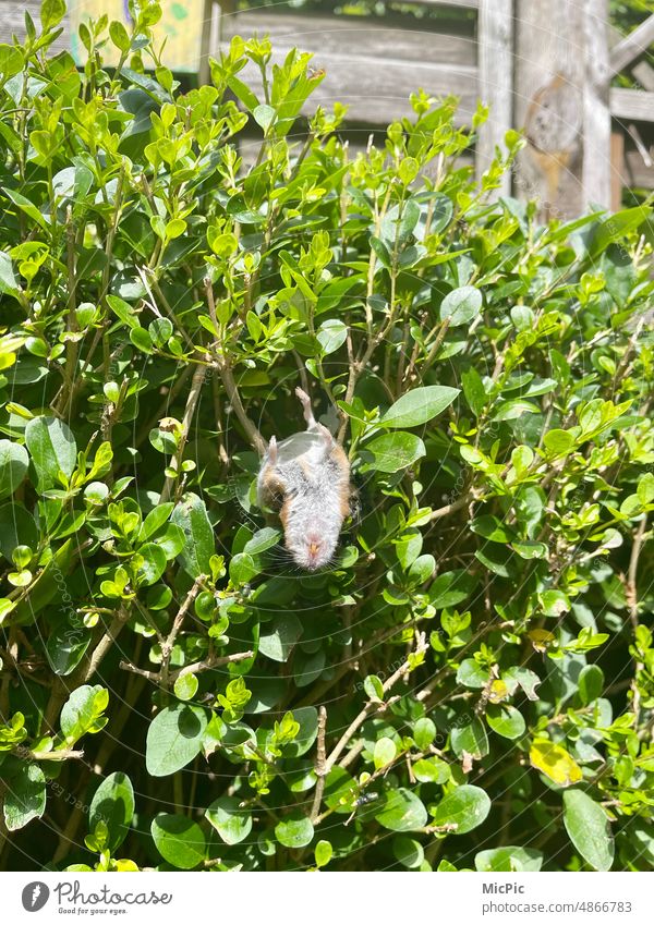 Death in garden fence - mouse death - dead mouse in hedge - prey lost or heat death? Mouse deceased ardor too warm Sunbathing Loot lost Hedge Garden fence