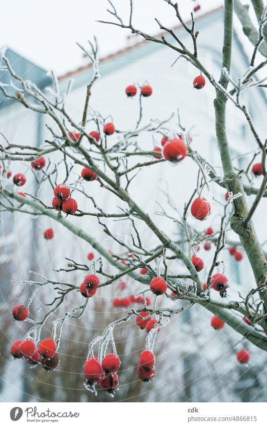 red berries hanging on the tree | winter in the city | icy cold & frosty. Tree Winter Frost Cold icily House (Residential Structure) Building Town Twig Branch