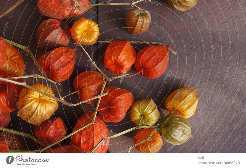 Physalis | lampion flower | autumn treasures | collect & decorate. Plant Chinese lantern flower naturally pretty Round Dried colored Easy Delicate fragile