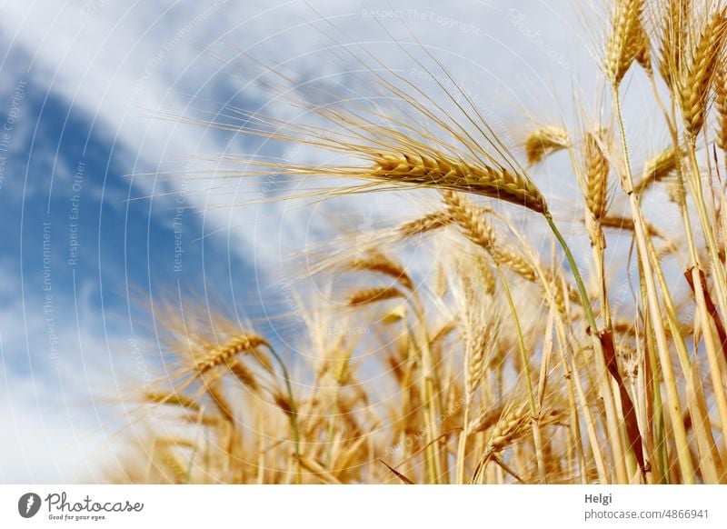 ripe barley from frog perspective against blue sky with clouds Barley Grain Cornfield Mature Ear of corn Agriculture Sky Clouds Grain field Field Summer