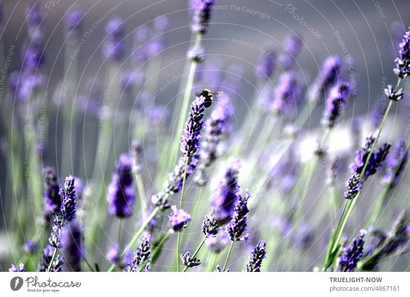 Lavender flowers in wind with small bumblebee in bright light close to road blossoms lavender flowers Bright daylight Near Town Street Summer