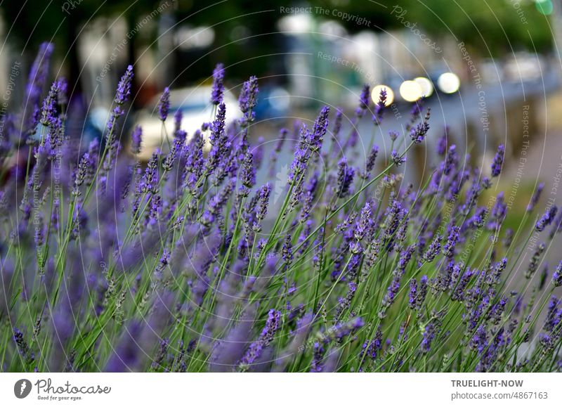 The scent of lavender flowers on the road mixes with the exhaust fumes of passing cars Lavender lavender scent purple Violet Nature Fragrance Summer Blossom