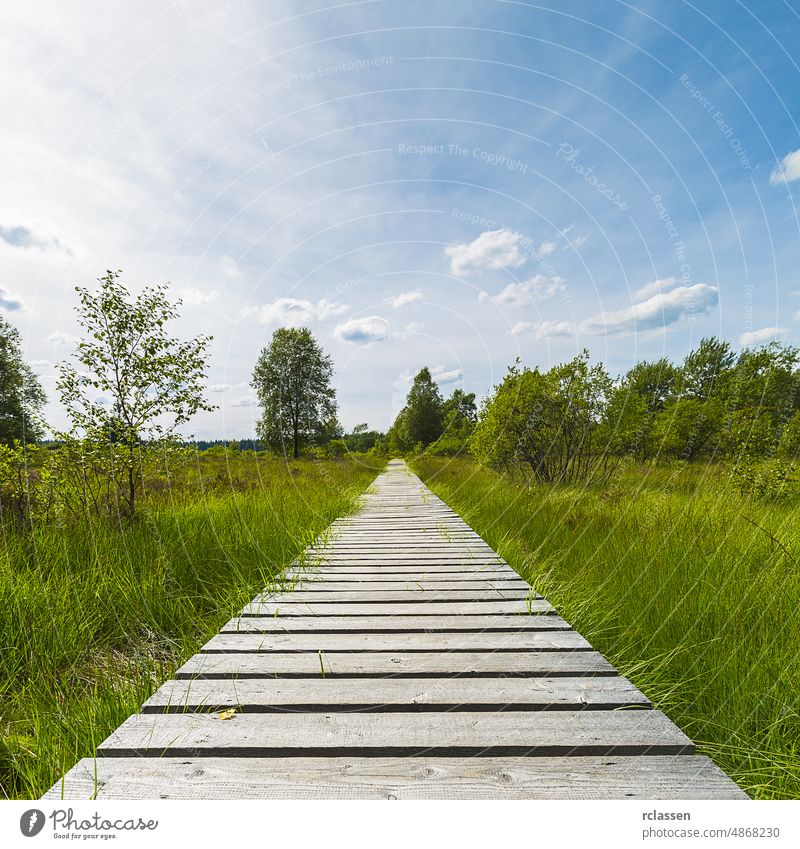 boardwalk with trees in bog veen landscape with cloud sky away belgium benelux blue bridge clouds conservation area covered eifel europe expanse far-sighted