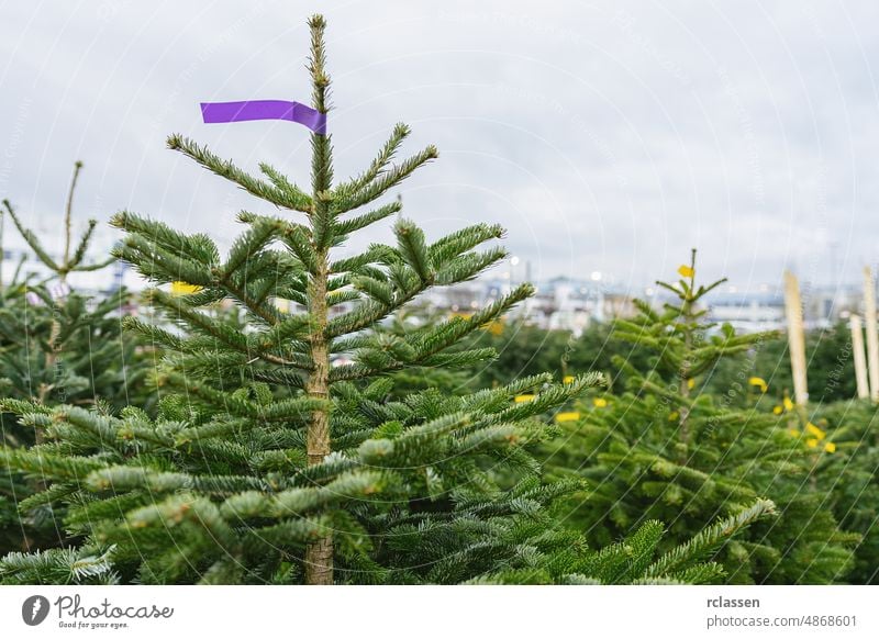 Christmas trees for sale in the farm market for holiday season christmas agriculture business christmas tree decoration exterior green pine plant retail row
