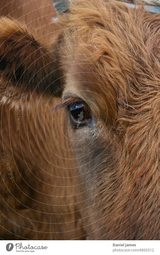 Looking into the eye of a cow. Farm animals Agriculture Asia Day Exterior shot Animal Steppe Mongolia Cow Eyes Brown brown cow Animal portrait Animal face