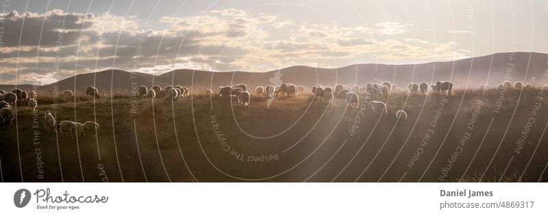 Sheep grazing on the Mongolian steppe Steppe Grassland Isolated outdoors landscape terrain nature Sunlight Panorama (View) Animal Nature Landscape Exterior shot