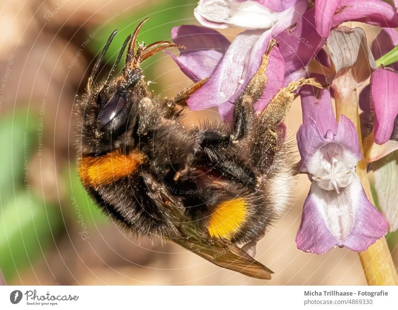 Bumblebee on a flower Insect Bumble bee Eyes Tiny hair Grand piano Animal face To feed Sprinkle pollination Pollen Nectar Blossom Leaf Colour photo
