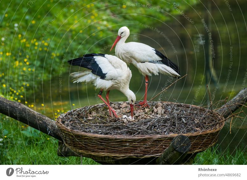 Couple of storks carefully takes care of their clutch of eggs Stork Nest Bird Animal Exterior shot Colour photo Nature Deserted Animal portrait Eyrie