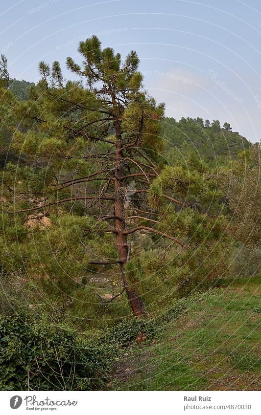 Large pine tree among the vegetation on a cloudy day awe contemplation individuality large majestic men one person scale standing vertical watching contrasts