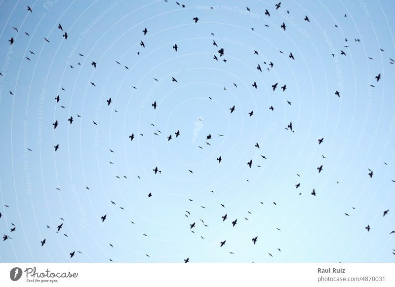 Exposed blue sky full of birds flying overhead wing wild silhouette animal group background aerial view binoculars birdwatching black community copy space